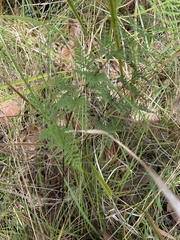 Cheilanthes tenuifolia