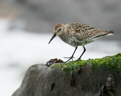 Calidris alpina
