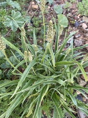 Plantago ovata