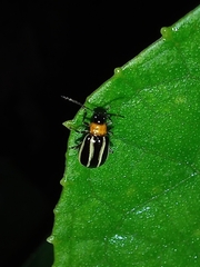 Disonycha glabrata