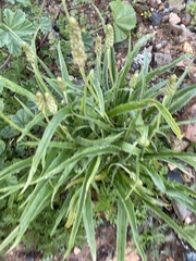 Plantago ovata