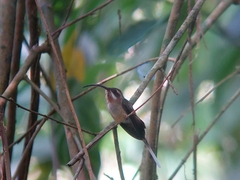 Phaethornis longirostris