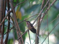 Phaethornis longirostris