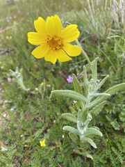 Monolopia lanceolata