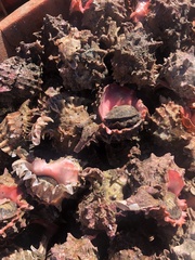 Phyllonotus erythrostomus