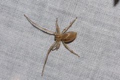 Cheiracanthium gracile