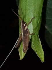 Agriacris