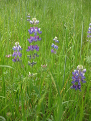Lupinus nanus