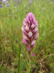 Castilleja densiflora densiflora