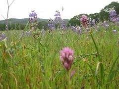 Lupinus nanus