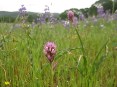 Castilleja densiflora densiflora