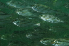 Helotes octolineatus