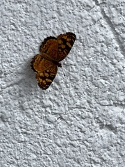 Anthanassa frisia