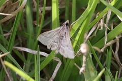 Omiodes continuatalis