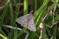 Omiodes continuatalis