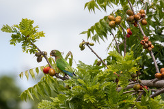 Eupsittula cactorum caixana