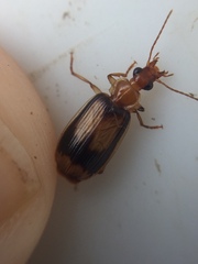 Trigonothops pacifica