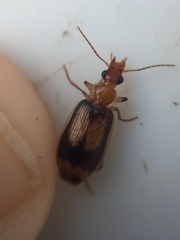 Trigonothops pacifica