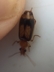 Trigonothops pacifica