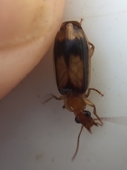 Trigonothops pacifica