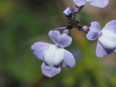 Nuttallanthus canadensis