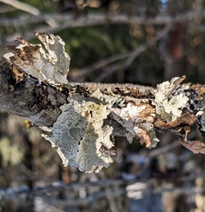 Platismatia tuckermanii