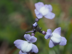 Nuttallanthus canadensis