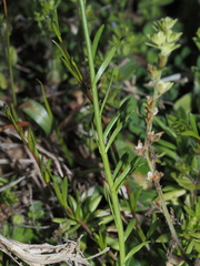 Nuttallanthus canadensis
