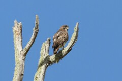 Buteo solitarius