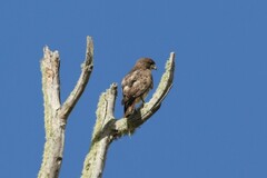 Buteo solitarius