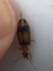 Trigonothops pacifica