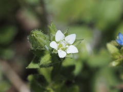 Arenaria