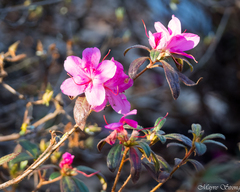 Rhododendron indicum