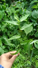 Ichnanthus pallens