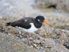 Haematopus ostralegus