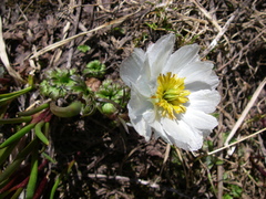 Trollius lilacinus