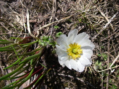 Trollius lilacinus