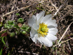 Trollius lilacinus