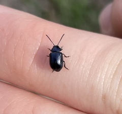Gastrophysa cyanea