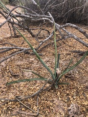 Agave angustifolia