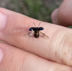 Gastrophysa cyanea