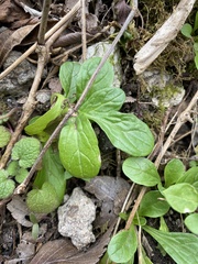 Valerianella
