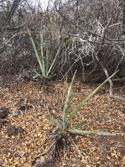 Agave angustifolia