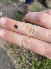 Gastrophysa cyanea