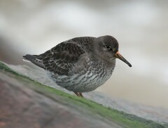 Calidris maritima