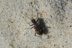 Cicindela hybrida