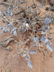 Tidestromia suffruticosa