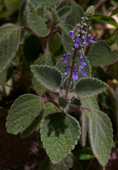 Coleus suaveolens