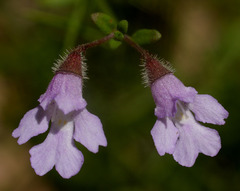 Prostanthera spinosa