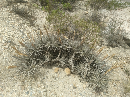 Tillandsia prolata, photograph 5